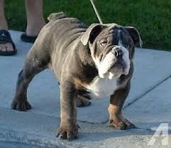 Explore 117 listings for lilac tri english bulldog at best prices. Rare Blue Tri Triple Carrier English Bulldog Male 15 Weeks Old Bulldog Puppies English Bulldog Puppies English Bulldog