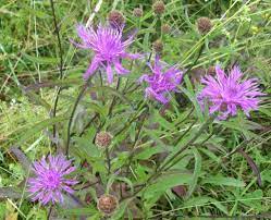Knapweed Removal Information How To Get Rid Of Knapweed