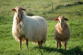 Long Haired Sheep On A Farm T Iglesias Animals Animal Kingdom Long Hair Styles