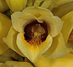 Image result for Orthochilus holubii