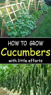 An Amazing Way To Grow Cucumbers With Little Effort Kitchengarden Gardenflowers Gardensbythebay Growing Cucumbers Growing Vegetables Vegetable Garden Design