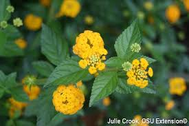Image result for Lantana angolensis