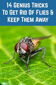 14 Genius Tricks To Get Rid Of Flies Keep Them Away In 2020 Get Rid Of Flies Home Remedies For Flies Keep Flies Away