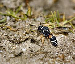 Image result for Schizostephanus alatus