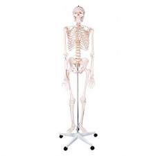 It is the most complete reference of human explore over 6700 anatomic structures and more than 670 000 translated medical labels. Human Skeleton Skeletons Models Charts Teachings Doccheck Shop Your Medical Supplies Online