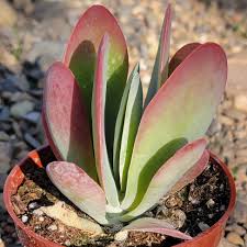 Image result for Kalanchoe