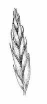 Image result for Leptochloa fusca