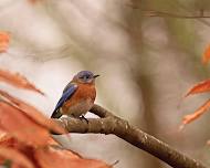 Birds & Mental Wellness: A Reset For Fall