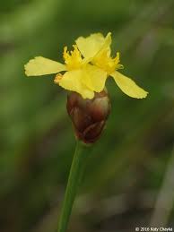 Image result for Xyris parvula