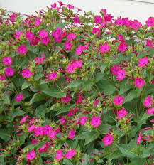 4 o'clock flower, dhaka, bangladesh. Love My 4 O Clocks Great Heat Tolerant Perrenial That Withstands Alot Summer Flowers Garden Clock Flower Beautiful Flowers