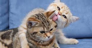 Kedilerde Kulak Uyuzu Veteriner Hekimleri Kedilerin Ve Kedi Sahipleri Kediler Ve Yavrulari Cute Kittens Komik Hayvanlar