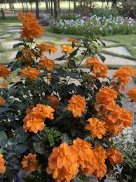 Image result for Crossandra