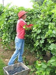 Ertel Cellars Winery In Batesville Indiana Love The Sunday Brunch Buffet Too Sunday Brunch Buffet Brunch Buffet Batesville