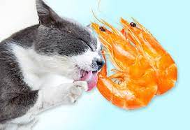 Can Cats Eat Shrimp Are Shrimp A Healthy Snack Or Toxic