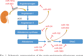 Figure 1 From Micrornas And The Regulation Of Aldosterone