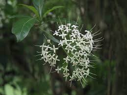 Image result for Pavetta johnstonii