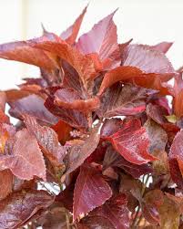 Image result for Acalypha nyasica