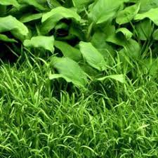 Image result for Nesaea dinteri