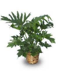 Tree Philodendron Philodendron Selloum Plants Flowering House Plants Tropical House Plants