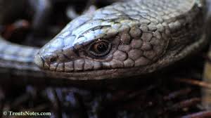 Image result for Laggera elatior