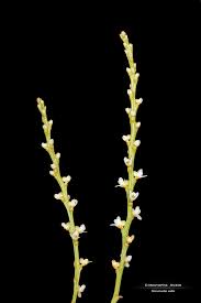 Image result for Microcoelia physophora