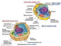 Maybe you would like to learn more about one of these? Chapter 4 A Tour Of The Cell Ppt Download