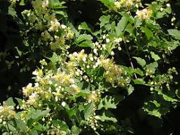 Image result for Clematis brachiata