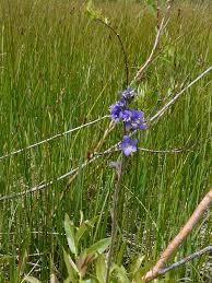 Image result for Tridactyle filifolia