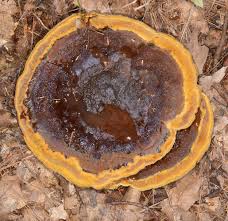 Image result for Pancovia holtzii