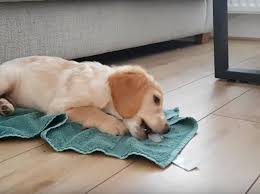 Zak georges dog training revolution 2752533 views. Susse Hunde Bilder Und Videos