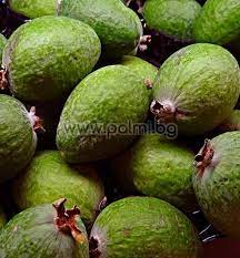 This page is based on the copyrighted wikipedia article brasilianische_guave (authors); Brasilianische Guave Coolidge Feijoa Acca Sellowiana Coolidge