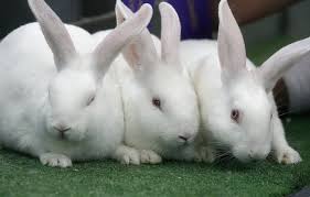 Oryctolagus cuniculus includes the european rabbit species and its. White Rabbit Symbolic Meaning Earthly Beauty Info