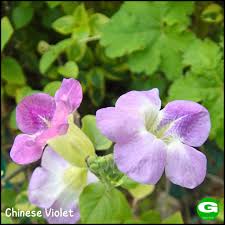 Image result for Asystasia gangetica