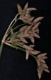 Image result for Schoenoplectus sp.no.1