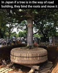 Sacred Temple Tree Landscaping Jobs Tree Japan