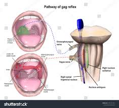 Image result for Gag Reflex