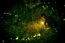 نتیجه جستجوی لغت [fireflies] در گوگل