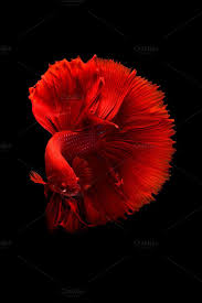 Siamese Betta Fish Betta Fish Tank Betta Fish Beautiful Fish
