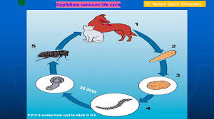 Dipylidium caninum is monoecious, or hermaphroditic. Dipylidium Caninum Youtube