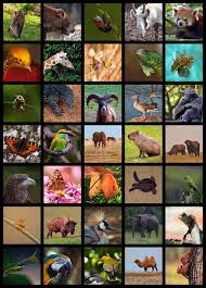 Animals Collage With Various Wild Animals Sponsored Collage Animals Animals Wild Ad Animals Wild Image Collage Collage Poster