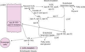 very low density lipoprotein an overview sciencedirect