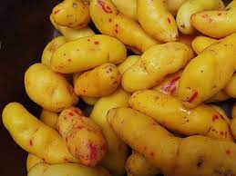 Post the definition of olluco to facebook share the definition of olluco on twitter. Que Beneficios Tiene El Olluquito Salud Correo