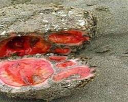 Image of سنگ پادزهر قرمز