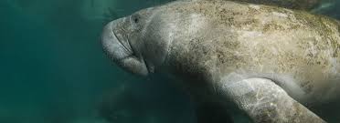 Baby manatee getting bottle fed. Manatee Factsheet Dolphin Research Center