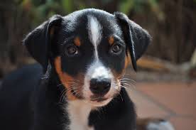 Appenzeller Sennenhund Bouvier Appenzellois Swiss Mountain Dog