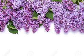 Maybe you would like to learn more about one of these? Border Of Lilac Flowers A Bouquet Of Purple Flowers Is Isolated Stock Photo Picture And Royalty Free Image Image 144299210