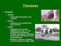 Biology Management Diseases And Uses Of Sheep Goats