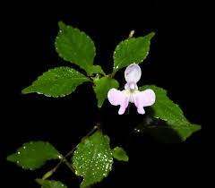 Image result for Impatiens hochstetteri