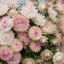50 Strawflower Silvery Rose Seeds Etsy In 2021 Rose Seeds Dried Flowers Flower Names