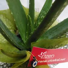 Sulamasından saksı değişimine, evde aloe vera yetiştirmekle ilgili bilmeniz gereken her şeyi öğrenin, aloe vera bakımı nasıl yapılır adım adım anlatalım. Aloe Vera Yapraktan Cogaltma Cicekal Net